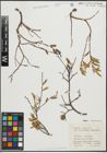 Foto von Salix repens subsp. incubacea (L.) A. Neumann